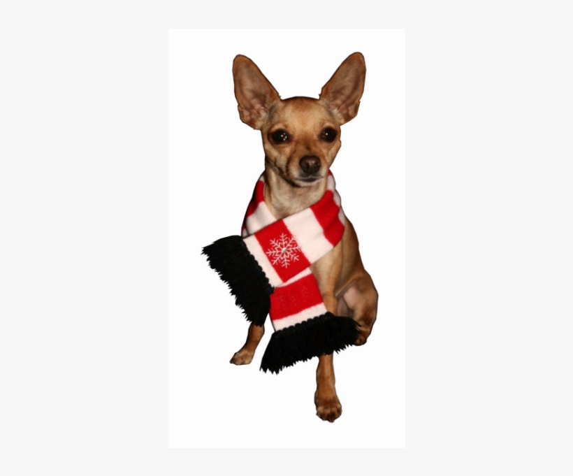Snowflake Dog Scarf By Hip Doggie, transparent png