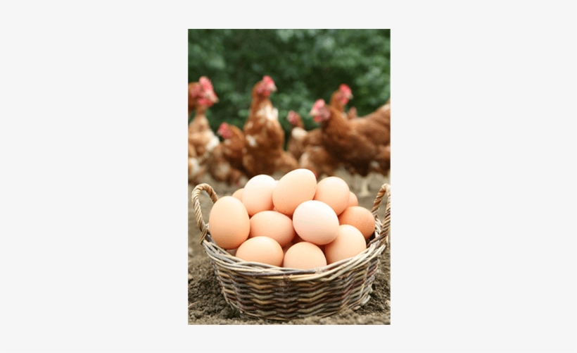 Eggs Have Been Sold Since 2004, And A 1p Donation Made - Eggs In A Basket, transparent png