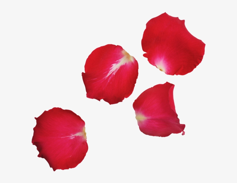 Red Rose Leaves Transparent Png Image - Portable Network Graphics, transparent png
