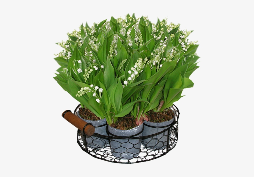 Lilyvalley - Lily Of The Valley, transparent png