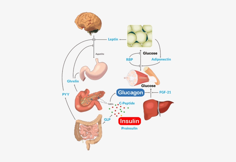 Carbohydrate Metabolism Research - Organs Involved In Lactose Metabolism, transparent png