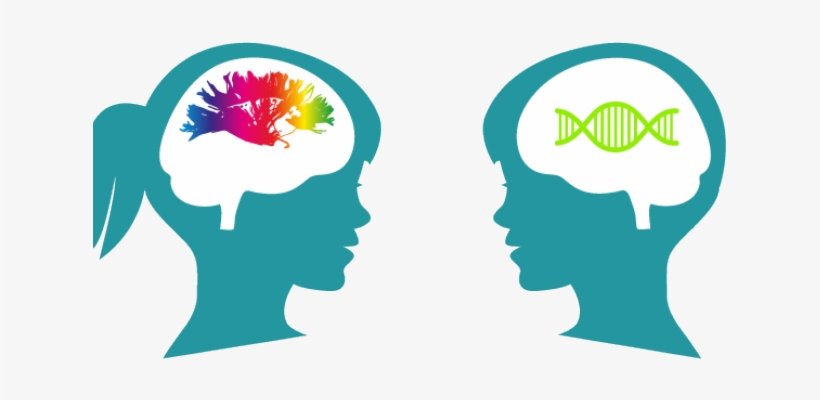 Brain Clipart Cognitive - Cognition - 640x480 PNG Download - PNGkit