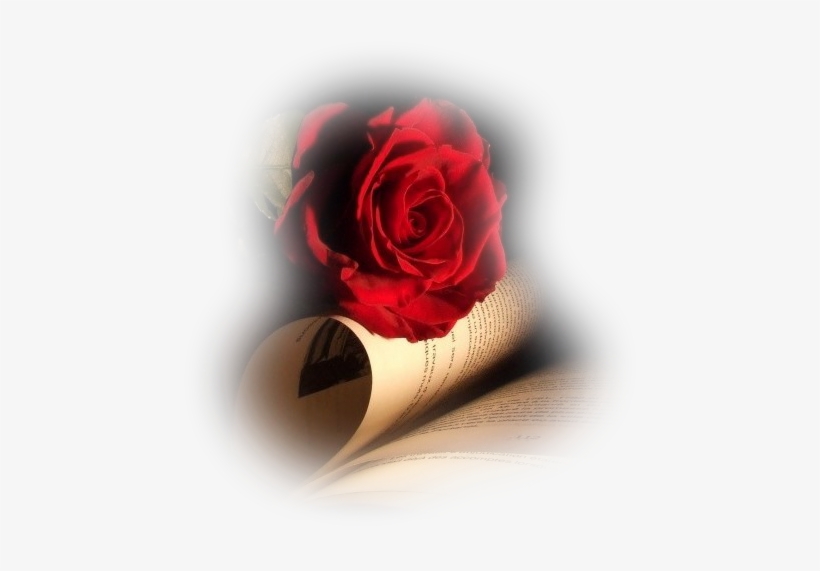 Feliz Día De Las Madres - Rose And Book Background, transparent png