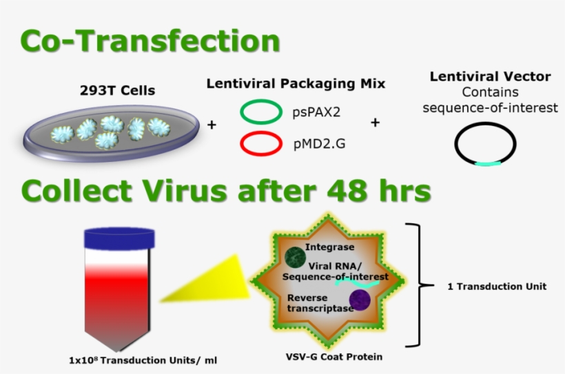 Lentiviral Packaging Protocol - Lentivirus Transfection Protocol, transparent png