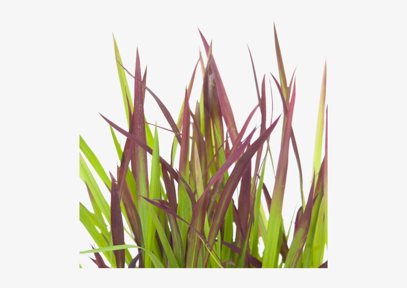 Drawn Grass Transparent - Imperata Cylindrica In Skincare, transparent png
