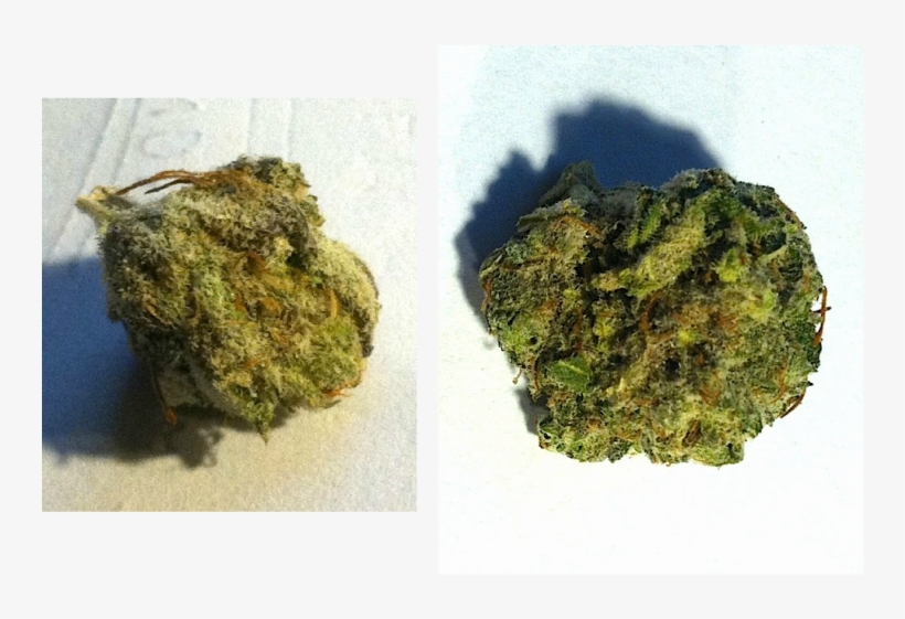 Space Dust Is A Great Hybrid Consisting Of Space Queen - Moss, transparent png