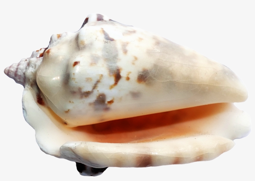 Seashell Png - Sea Shells Transparent Back Ground, transparent png