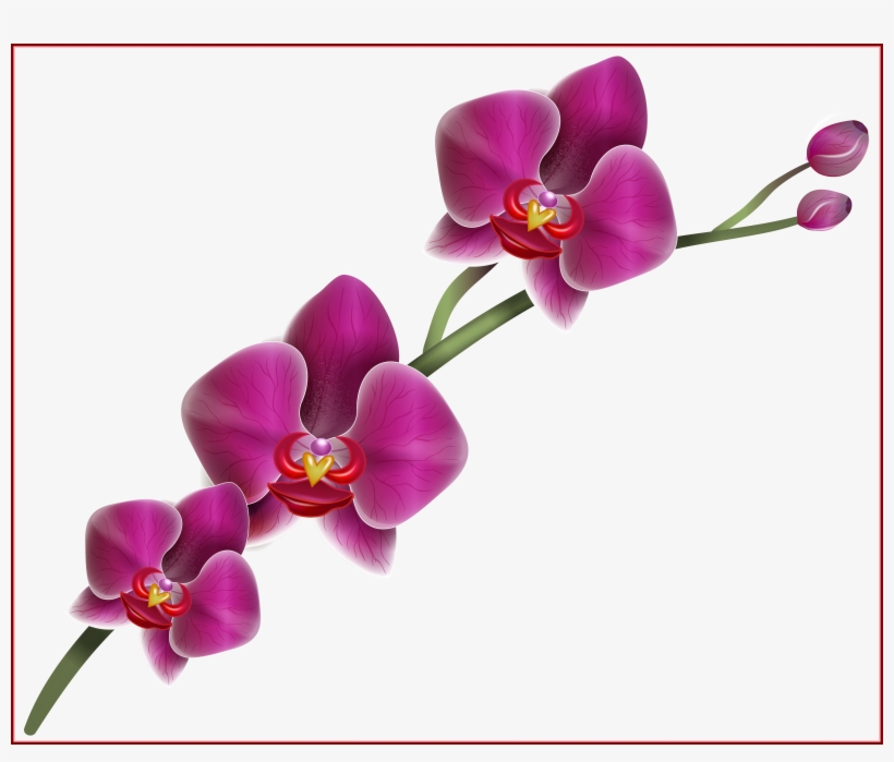 Best Clipart Angry Dragon Silhouette Silouettes Pict - Orchid .png, transparent png