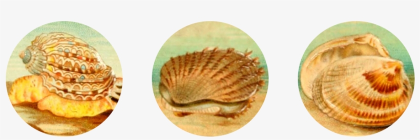 Seashells Digital Collage Sheet - Witchcraft, transparent png