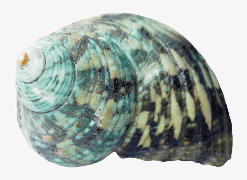 Banner Free Download Seashell Png Free Images Toppng - Seashell Png, transparent png