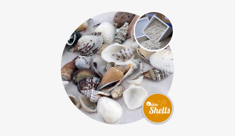 Assorted Medium Shells- 10kg Bargain Box - Seashell, transparent png