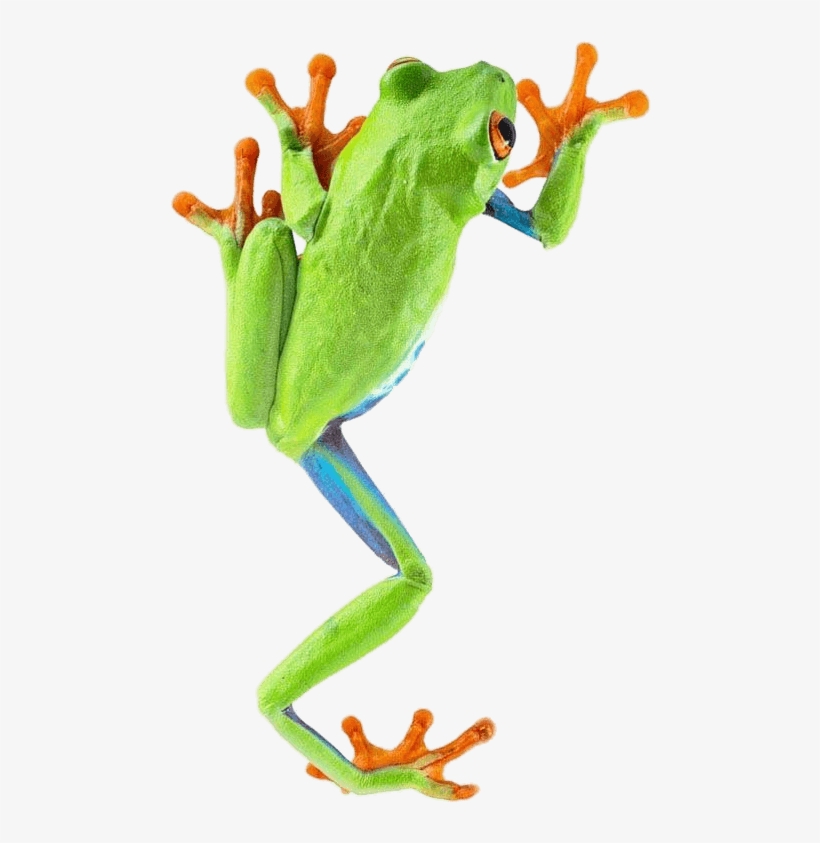 Frog Climbing - Red Eyed Tree Frog Png, transparent png