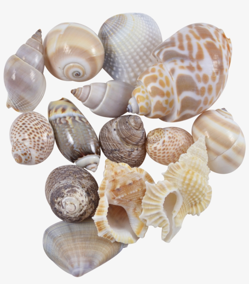 Indian Mix Assorted Craft Seashells Medium 1-1 - Indian Mix Assorted Craft Shells Seashells Medium 1-1.25, transparent png