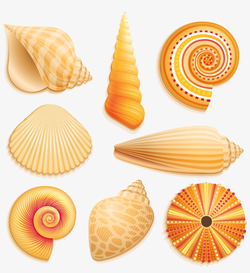 E Ba Orig Png Pinterest And Coquillage Plage Png 1225x1280 Png Download Pngkit