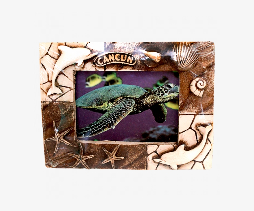 Green Sea Turtle, transparent png