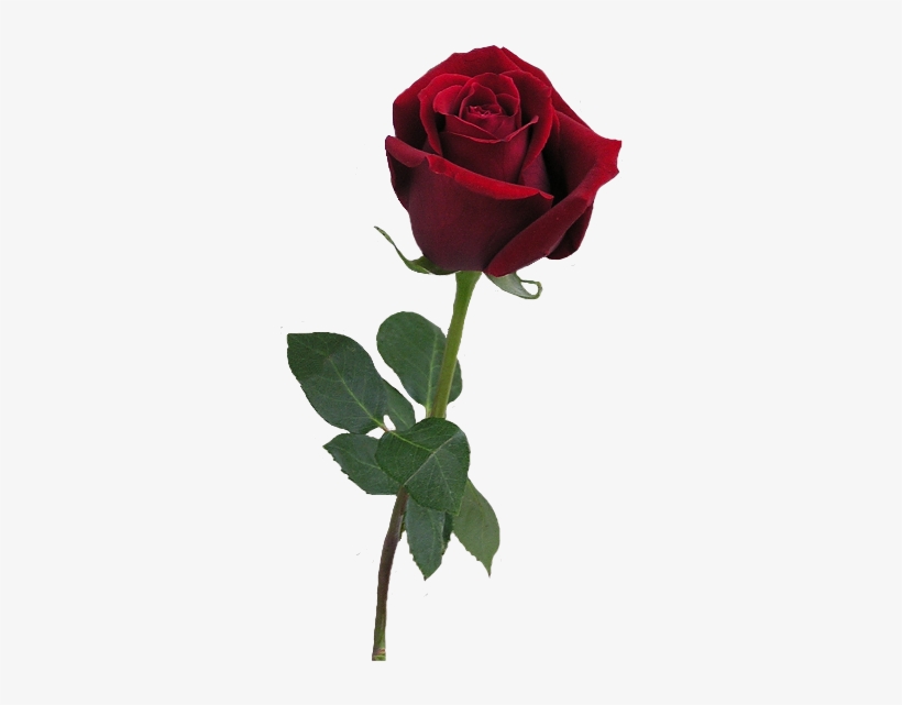 Red Rose Bud Png Clipart - Rose Realistic Png, transparent png