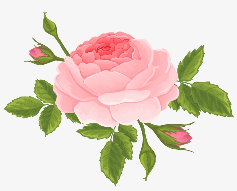Pink Rose With Buds Png Clip Art Image, transparent png