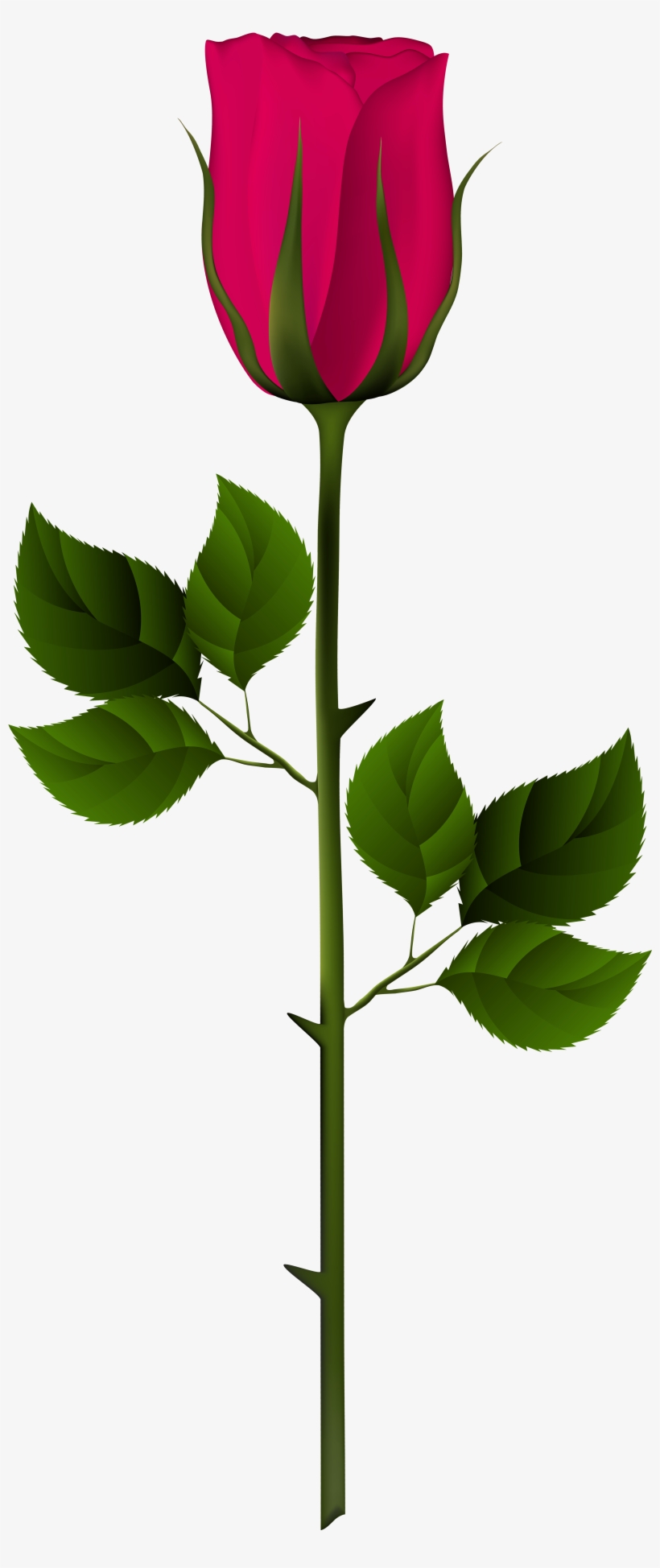 Garden Roses, transparent png