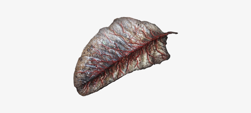 Leaf Of The Bleeding Tree Icon - Flat Iron Steak, transparent png