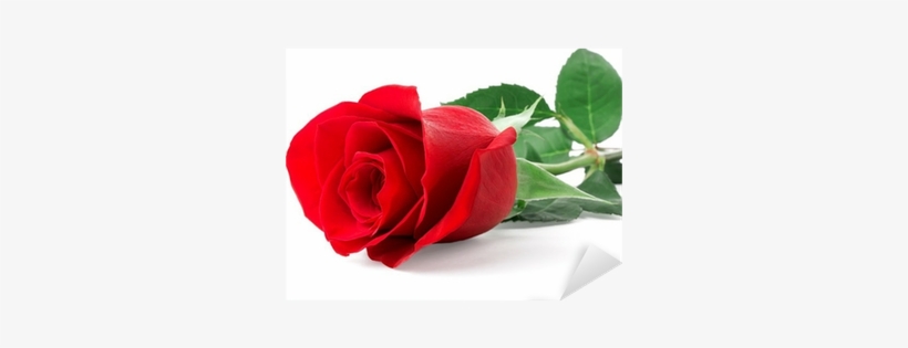 Single Red Rose Flowers, transparent png