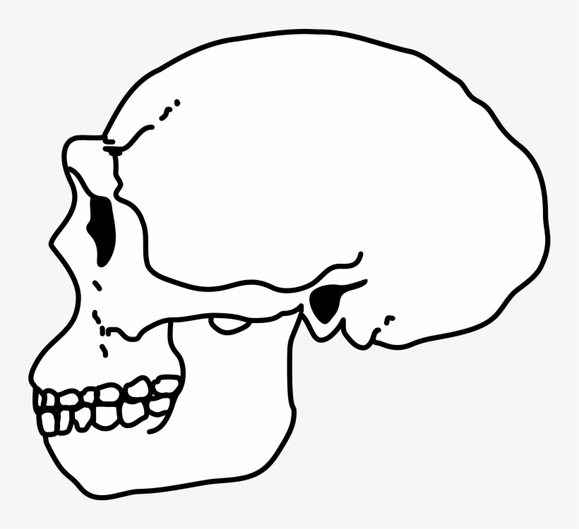 Erectus Skull - Portable Network Graphics, transparent png