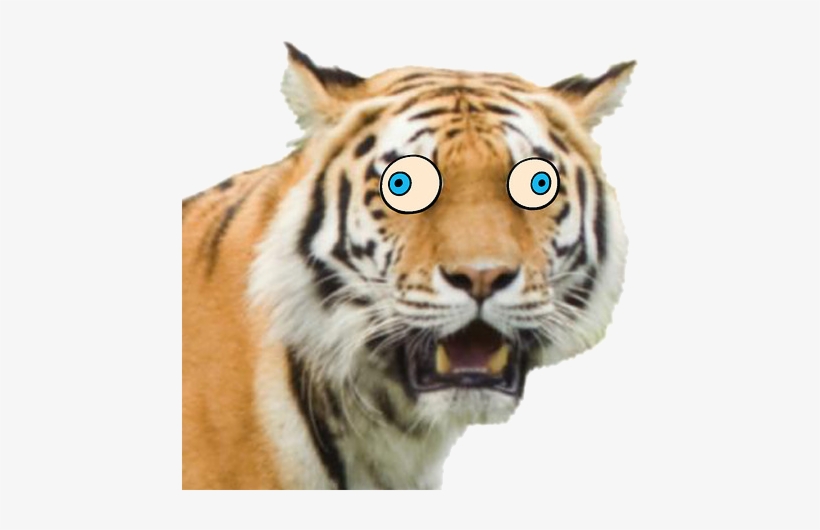 Grft Funn Face - Colchester Zoo, transparent png