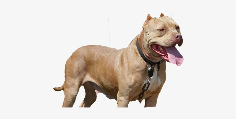 Striving To Become The Foremost American Pit Bull Terrier - Bitch Pitbull, transparent png