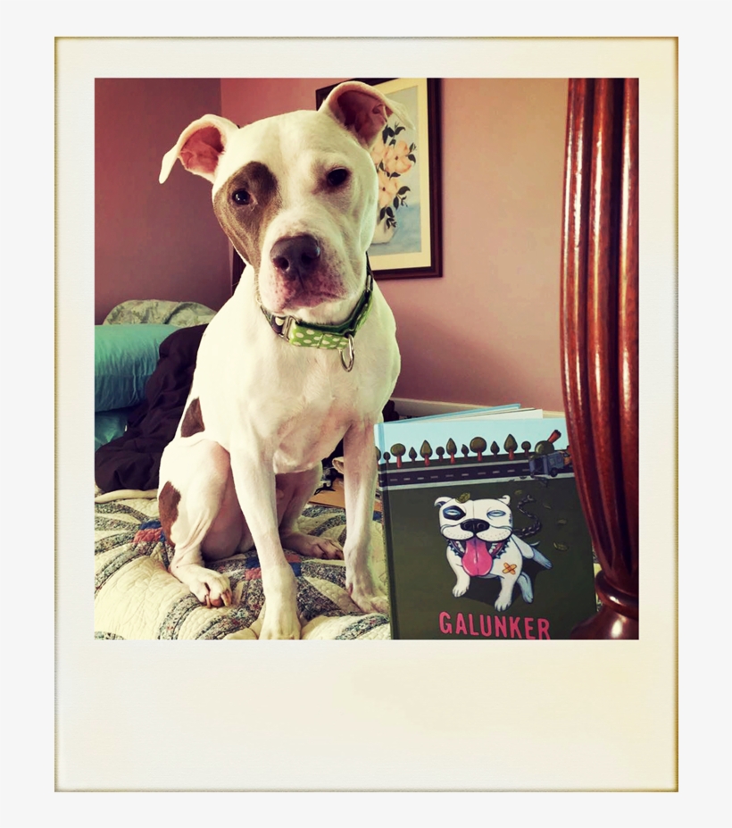 A Cute Pit Bull Sitting By A Copy Of Galunker - Pit Bull, transparent png