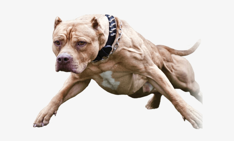 Pin Pitbull Png Do It On Pinterest - Amerykański Pit Bull Terrier, transparent png
