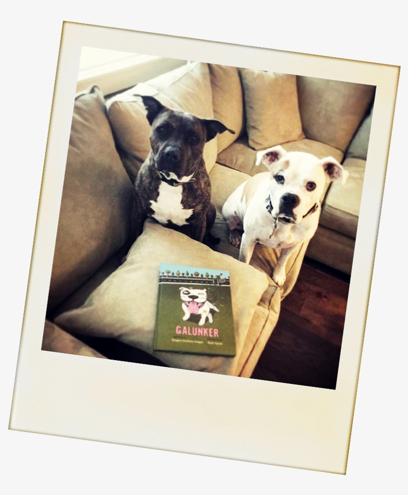 2 Cute Pit Bulls With A Copy Of Galunker - Pit Bull, transparent png
