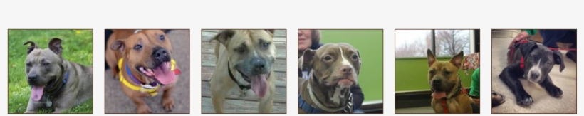 Axl - American Pit Bull Terrier, transparent png
