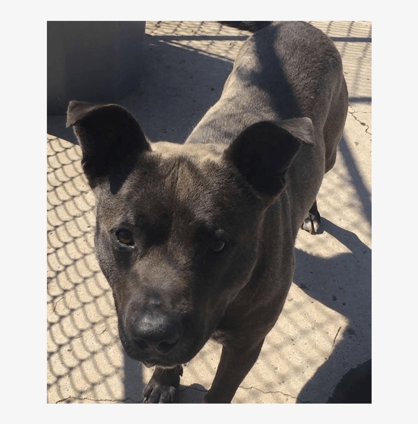 He Is A Young And Very Active Pitbull Mix, Neutered - Labrador Retriever, transparent png