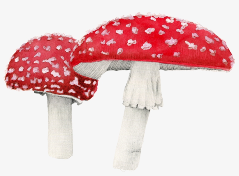 Amanita Muscaria Png Free Download - Amanita Png, transparent png