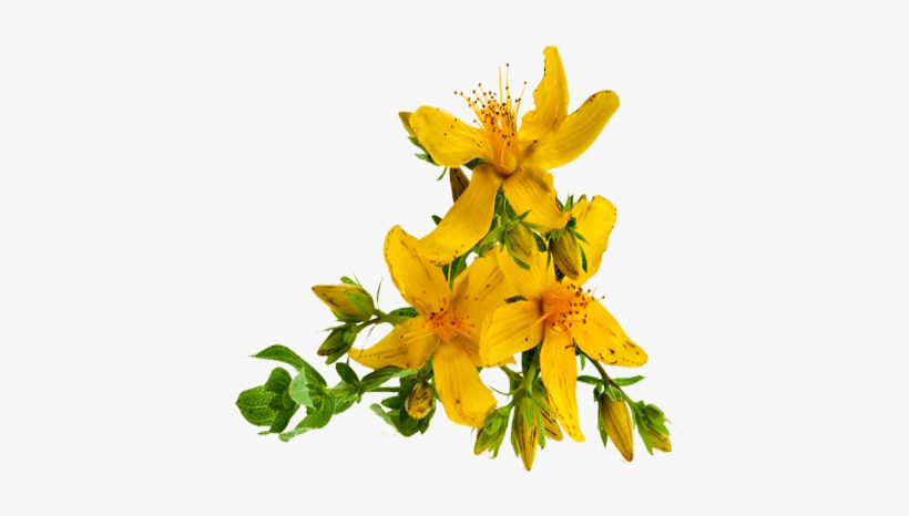 Hipérico - St John's Wort Png, transparent png