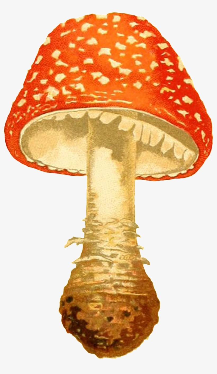 Hand Painted Orange Red Mushroom Transparent Decorative - Fly Agaric, transparent png