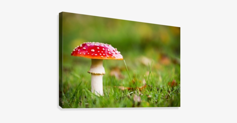A Red Mushroom In The Grass - Red Mushroom In The Grass Northumberland England Canvas, transparent png