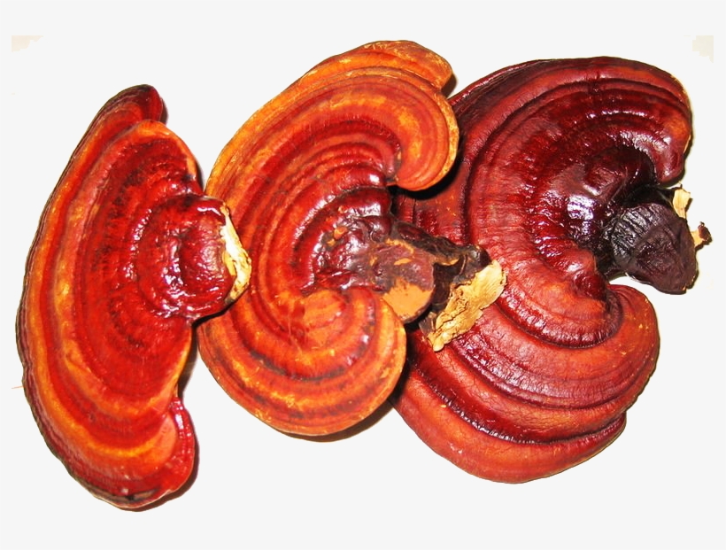 Black & Red Reishi With Shiitake Mushroom - Mushroom For Immune System, transparent png