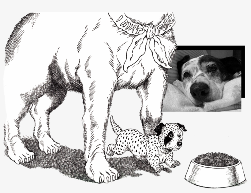 Slinky-collage - Portable Network Graphics, transparent png