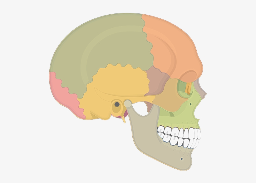 Skull, transparent png