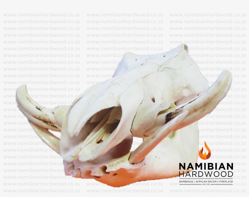 Warthog Skull - Side View - Skull, transparent png