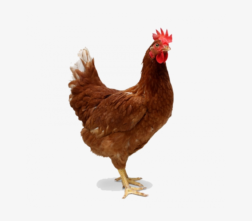Chicken Png, transparent png