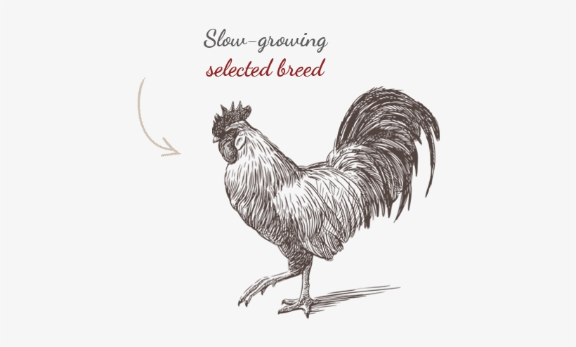 Raza Seleccionada - Sketch Of A Rooster, transparent png