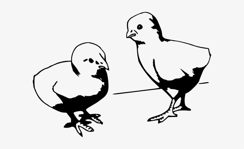 Baby Chick Cartoon Black And White, transparent png
