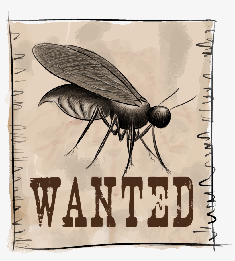 Combatir La Mosca De La Humedad - Free Blank Wanted Poster, transparent png