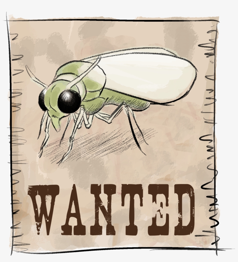 Cartel Mosca Blanca - Wanted Poster, transparent png