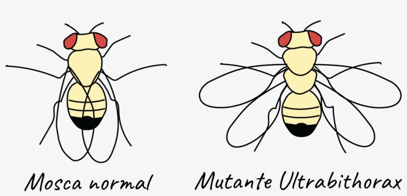 Mutacion De La Mosca De La Fruta, transparent png