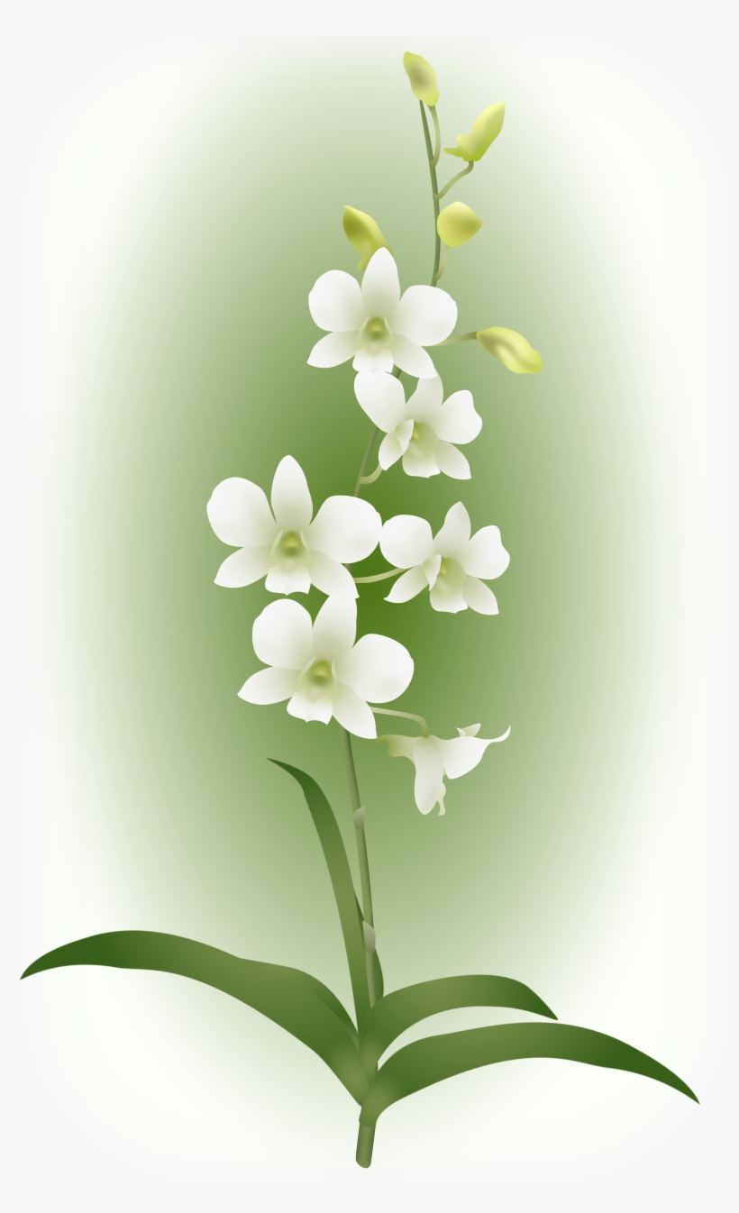 It Was Named In Memory Of Diana, Princess Of Wales - Orchids, transparent png