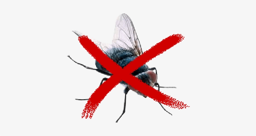 Metodos Para El Control De Plagas De Moscas - Musca Domestica, transparent png