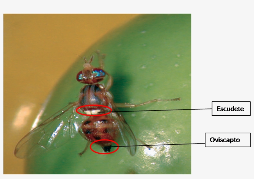 El Huevo Es De Color Blanquecino, Ovoide Y Alargado - Mosca Del Olivo, transparent png