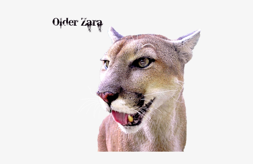 Panther Portrait Transparent Sabrina Wheeler Transparent - Pink Cat, transparent png